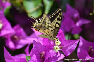 nte Venere-15-07-2015 21-02-32